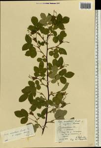 Rosa acicularis Lindl., Eastern Europe, Central forest region (E5) (Russia)