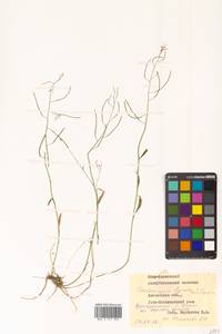 Arabidopsis lyrata subsp. kamchatica (Fisch. ex DC.) O'Kane & Al-Shehbaz, Siberia, Chukotka & Kamchatka (S7) (Russia)