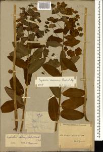 Euphorbia oblongifolia (K.Koch) K.Koch, Caucasus, Armenia (K5) (Armenia)