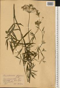 Dichoropetalum carvifolia (Vill.) Pimenov & Kljuykov, Eastern Europe, South Ukrainian region (E12) (Ukraine)