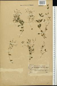 Moehringia trinervia (L.) Clairv., Eastern Europe, North-Western region (E2) (Russia)