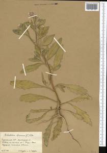 Strigosella africana (L.) Botsch., Middle Asia, Karakum (M6) (Turkmenistan)