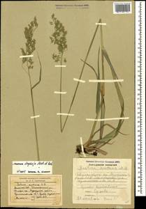 Festuca drymeja Mert. & W.D.J.Koch, Caucasus, Armenia (K5) (Armenia)