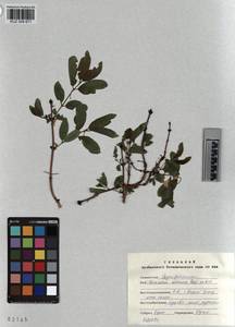 KUZ 004 671, Lonicera caerulea subsp. altaica (Pall.) Gladkova, Siberia, Altai & Sayany Mountains (S2) (Russia)
