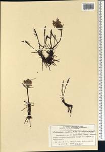 Pedicularis sudetica Willd., Siberia, Central Siberia (S3) (Russia)