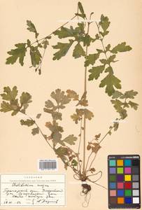 Chelidonium majus L., Siberia, Russian Far East (S6) (Russia)