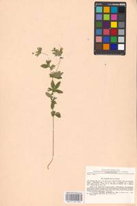 Potentilla erecta (L.) Raeusch., Eastern Europe, Moscow region (E4a) (Russia)