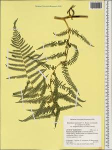 Pteridium aquilinum subsp. aquilinum, Caucasus, Krasnodar Krai & Adygea (K1a) (Russia)