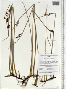 Juncus balticus Willd., Eastern Europe, Northern region (E1) (Russia)