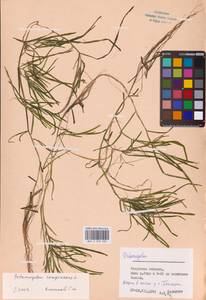 Potamogeton compressus L., Eastern Europe, Central region (E4) (Russia)
