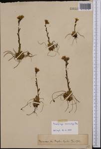 Saxifraga flagellaris subsp. flagellaris, Middle Asia, Pamir & Pamiro-Alai (M2) (Uzbekistan)