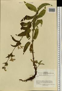 Nepeta sibirica L., Siberia, Altai & Sayany Mountains (S2) (Russia)