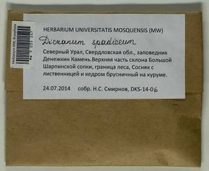 Dicranum spadiceum J.E. Zetterst., Bryophytes, Bryophytes - Permsky Krai, Udmurt Republic, Sverdlovsk & Kirov Oblasts (B8) (Russia)