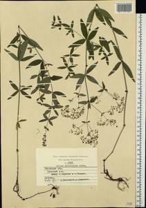 Galium rubioides L., Eastern Europe, Central region (E4) (Russia)