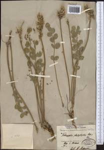 Astragalus platyphyllus Kar. & Kir., Middle Asia, Dzungarian Alatau & Tarbagatai (M5) (Kazakhstan)