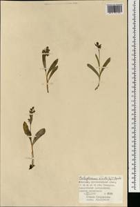 Dactylorhiza viridis (L.) R.M.Bateman, Pridgeon & M.W.Chase, Mongolia (MONG) (Mongolia)