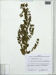 Flueggea suffruticosa (Pall.) Baill., Siberia, Russian Far East (S6) (Russia)