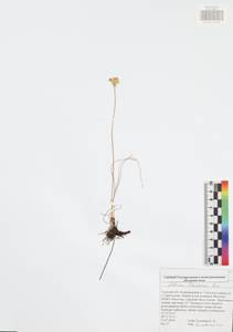 Allium flavescens Besser, Eastern Europe, Central region (E4) (Russia)
