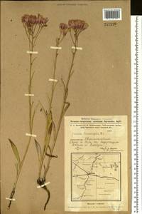 Jurinea multiflora (L.) B. Fedtsch., Siberia, Western Siberia (S1) (Russia)