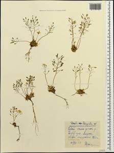 Draba hispida Willd., Caucasus, North Ossetia, Ingushetia & Chechnya (K1c) (Russia)