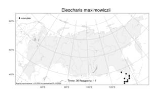 Eleocharis maximowiczii Zinserl., Atlas of the Russian Flora (FLORUS) (Russia)