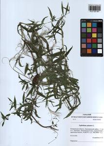 Epilobium palustre L., Siberia, Altai & Sayany Mountains (S2) (Russia)