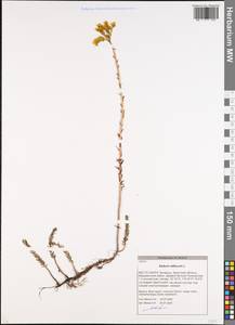 Petrosedum rupestre subsp. rupestre, Eastern Europe, Belarus (E3a) (Belarus)