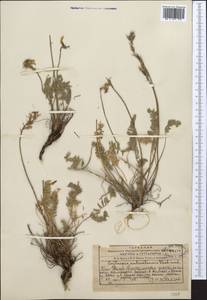 Oxytropis aulieatensis Vved., Middle Asia, Western Tian Shan & Karatau (M3) (Kazakhstan)