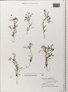 Astragalus guttatus Banks & Solander, Caucasus, Black Sea Shore (from Novorossiysk to Adler) (K3) (Russia)