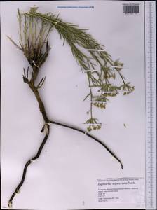 Euphorbia seguieriana Neck., Middle Asia, Caspian Ustyurt & Northern Aralia (M8) (Kazakhstan)