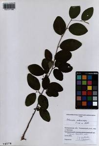 Cotoneaster melanocarpus G. Lodd., Siberia, Altai & Sayany Mountains (S2) (Russia)