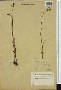 Luzula luzuloides subsp. rubella (Hoppe ex Mert. & W.D.J.Koch) Holub, Western Europe (EUR) (Not classified)