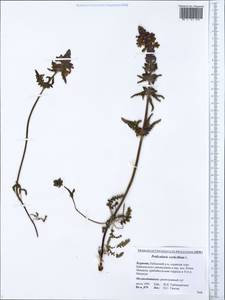 Pedicularis verticillata L., Siberia, Baikal & Transbaikal region (S4) (Russia)