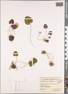 Cyclamen coum subsp. caucasicum (C. Koch) O. Schwarz, Caucasus, Black Sea Shore (from Novorossiysk to Adler) (K3) (Russia)