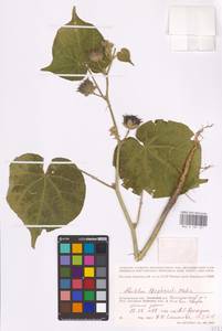 Abutilon theophrasti Medik., Eastern Europe, Lower Volga region (E9) (Russia)