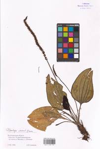 Plantago cornuti Gouan, Eastern Europe, Lower Volga region (E9) (Russia)