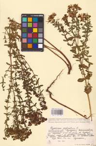 Hypericum perforatum L., Eastern Europe, Volga-Kama region (E7) (Russia)