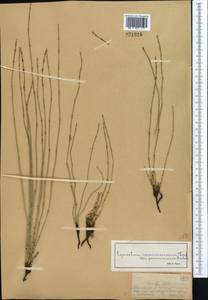 Equisetum ramosissimum Desf., Middle Asia, Dzungarian Alatau & Tarbagatai (M5) (Kazakhstan)