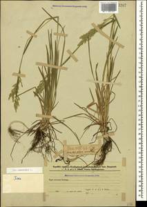 Poa pratensis L., Caucasus, Azerbaijan (K6) (Azerbaijan)