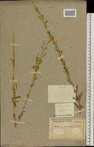 Silene tatarica (L.) Pers., Eastern Europe, Middle Volga region (E8) (Russia)