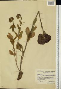 Hylotelephium telephium (L.) H. Ohba, Eastern Europe, Moscow region (E4a) (Russia)