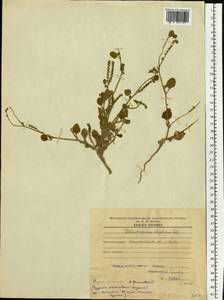 Heliotropium ellipticum Ledeb., Middle Asia, Karakum (M6) (Turkmenistan)