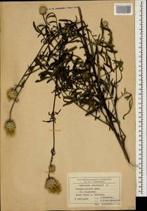 Centaurea orientalis L., Caucasus, Stavropol Krai, Karachay-Cherkessia & Kabardino-Balkaria (K1b) (Russia)