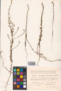 Bassia laniflora (S. G. Gmel.) A. J. Scott, Eastern Europe, Lower Volga region (E9) (Russia)