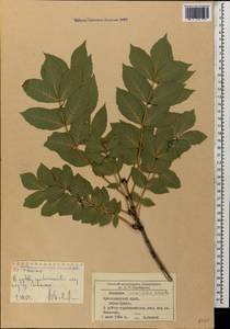 Fraxinus excelsior subsp. coriariifolia (Scheele) A.E.Murray, Caucasus, Black Sea Shore (from Novorossiysk to Adler) (K3) (Russia)