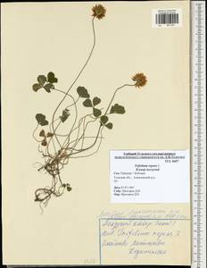 Trifolium repens L., Eastern Europe, Central region (E4) (Russia)