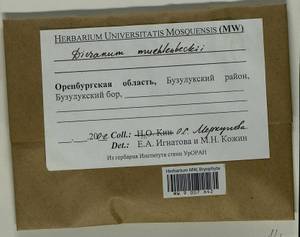 Dicranum muehlenbeckii Bruch & Schimp., Bryophytes, Bryophytes - South Urals (B14) (Russia)