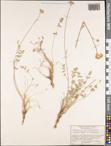 Semenovia dissectifolia Ukrainsk. & Kljuykov, Middle Asia, Pamir & Pamiro-Alai (M2) (Tajikistan)