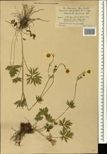 Ranunculus caucasicus M. Bieb., Caucasus, South Ossetia (K4b) (South Ossetia)