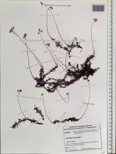 Saxifraga bronchialis L., Siberia, Central Siberia (S3) (Russia)